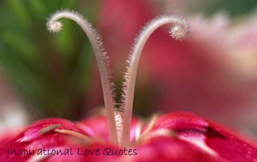 love and inspirational quotes. Inspirational love quotes - beautiful stamens of pink flower