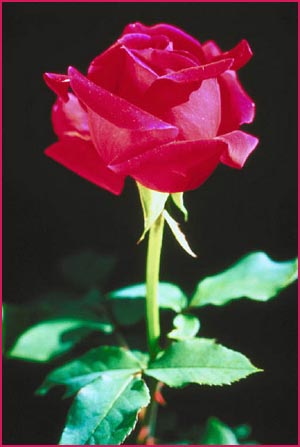 Short Love Quotes picture of a red rose with stalk on a black background
