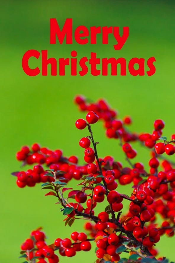 Printable Christmas cards - Photo of red berries on green 