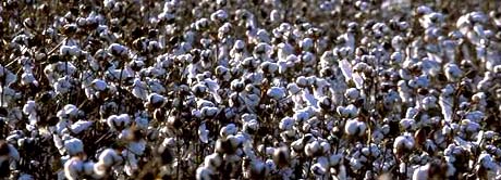 The cotton plantation state - cotton field in Alabama