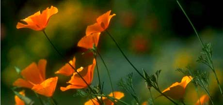 California, The Golden State - Golden poppies