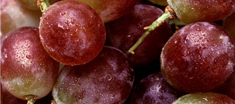 California, The Grape State - picture of grapes