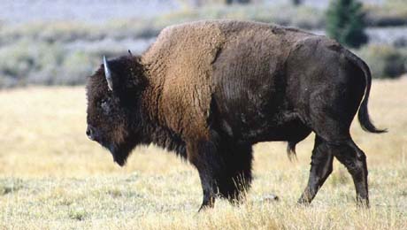 Colorado nickname: The Buffalo Plains State.