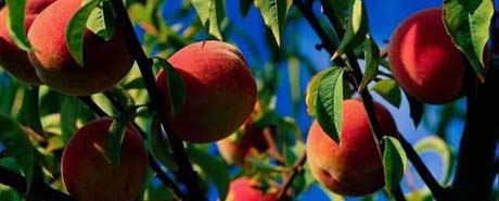 Delaware nickname: The Peach State - picture of peaches