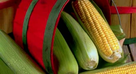 Iowa nickname: The Corn State - picture of corn