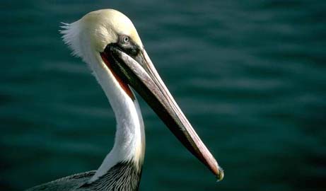 Louisiana nickname: The Pelican State - picture of the brown pelican