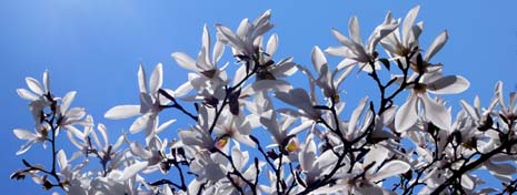 Mississippi nickname: The Magnolia State - picture of Magnolia