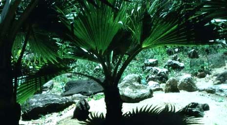 South Carolina nickname: The Palmetto State - picture of palmetto tree