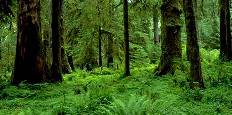 Washington nickname: The Evergreen State - picture of green forest