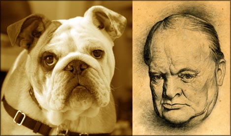 Churchill, the British Bulldog. Drawing of Churchill and photo of bulldog.