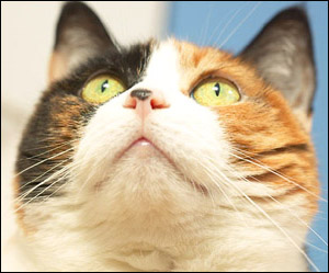 Funny Cat Sayings - multicolored cat closeup photo of face