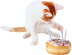 Cat playing with birthday cake with candle in.