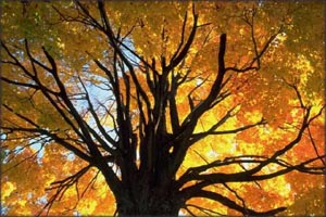 Big oak tree with orange autumn leaves.