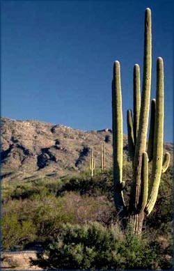 Symbol of perseverance: Big desert cactus against blue sky.