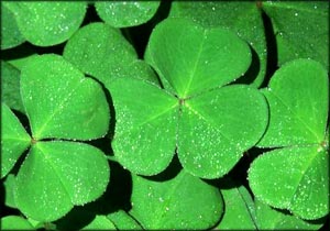 Lovely green clovers representing good times.