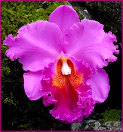 Purple orchid.