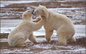 Inspirational quotes and sayings: Cute picture of polar bears playing.