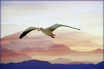 Living out dreams set you free. Flying seagull with beautiful mountains in the background.