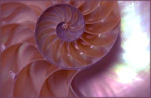 Spiral sea snail - symbol of continuous development.