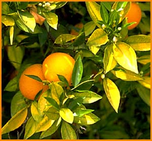 Inspiration quotes about success: Photo of orange tree.
