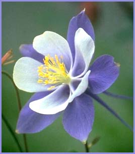 Happiness can be very simple: Small purple flower.