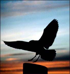 Silhouette of bird in the sunset.