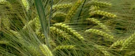 Kansas nickname: The Wheat State - picture of wheat field