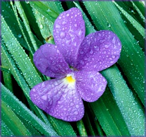 Inspirational life quotes: Purple flower and green leaves with rain drops.