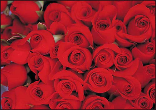 Love quote: lots of red roses.