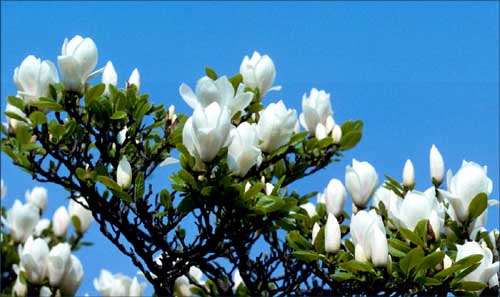 White flowers on a clear blue sky!