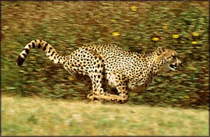 Motivational quotes: Cheeta running at full speed.