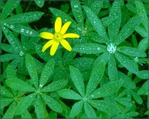 Being unique: Lonely yellow flower among green leaves.