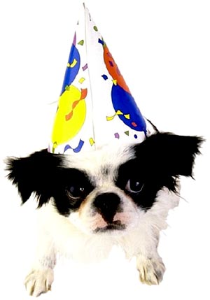 Party dog with Happy New Year hat.