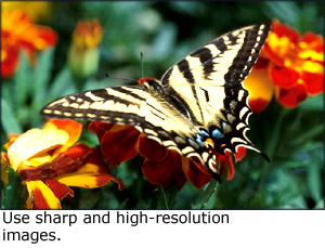 Photos for gifts: A photo of a butterfly on a flower. 