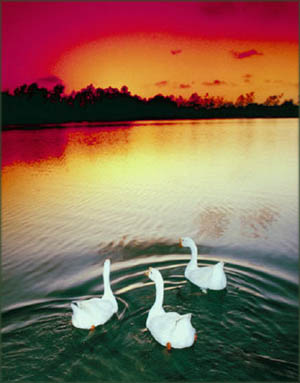 Beautiful photo mugs with landscapes: Photo of 3 swans on a lake in the sunset.