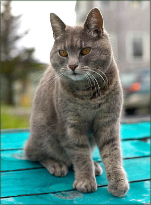 Personalized photo mugs with picture of a pet, a cat. Photo of grey cat.