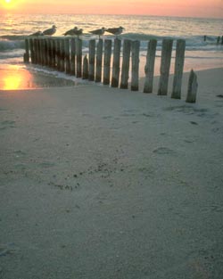 Seagulls on poles at the beach.