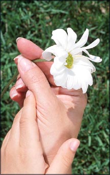 Woman hands holding a simple white flower - appreciation of small things.