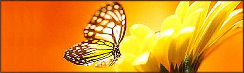 Positive Quotes: Yellow butterfly on yellow flower.
