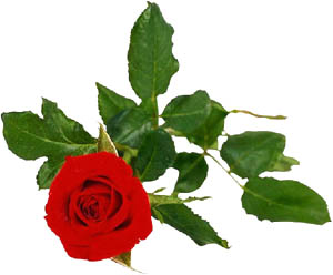 Photo of red rose still on its rose twig.