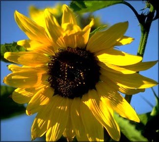 Close-up of beautiful sunflower and blue sky.