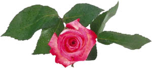 Valentines Day ideas for flowers: Photo of pink rose.