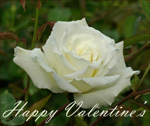 Prinable Valentines of modern photos: Photo of a white rose with a short Valentine greeting.