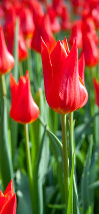 Lots of red tulips.