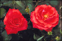 Roses in full bloom. Two red roses.