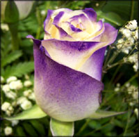 Lilac rose symbolism.