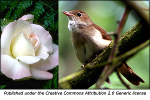 Legend of red roses for Valentines: Nightingale and white rose.