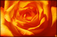 Orange Valentine rose symbolism.