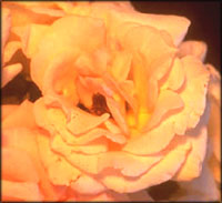 Peach rose symbolism.