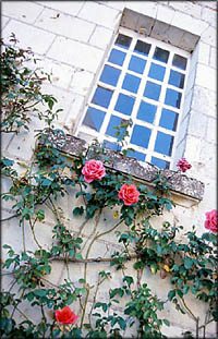 A climbing rose bush under window.